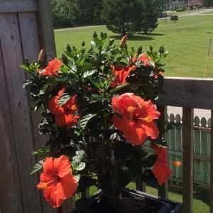 Meet your Posher, Joyce